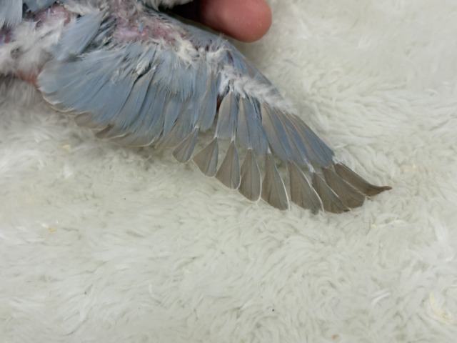 【最新画像更新🪄】ひと足お先に夏先取りです🐣🌊コザクラインコ(ターコイズシナモンオパーリン) ヒナ コザクラインコ(小桜インコ)