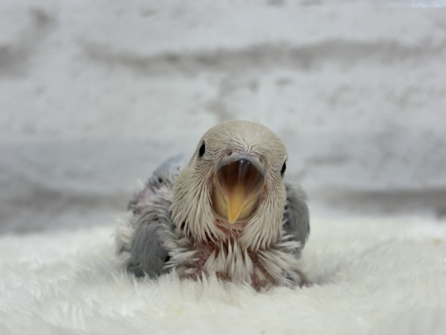 【最新画像更新🪄】ひと足お先に夏先取りです🐣🌊コザクラインコ(ターコイズシナモンオパーリン) ヒナ コザクラインコ(小桜インコ)