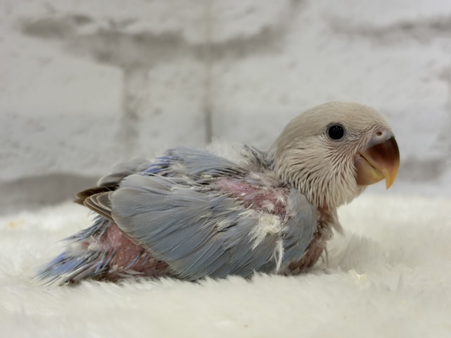 【最新画像更新🪄】ひと足お先に夏先取りです🐣🌊コザクラインコ(ターコイズシナモンオパーリン) ヒナ コザクラインコ(小桜インコ)