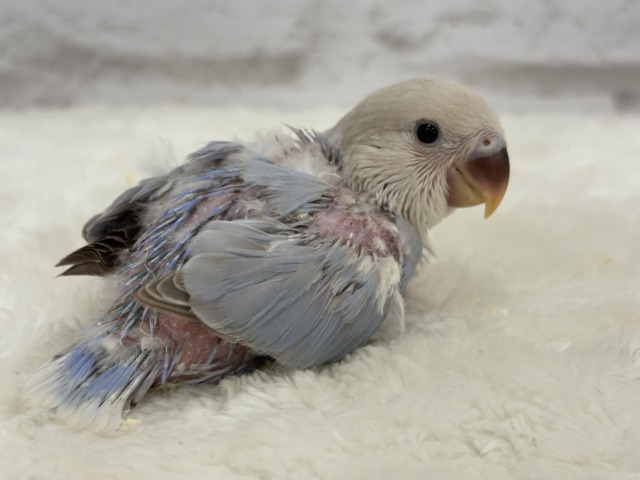 【最新画像更新🪄】ひと足お先に夏先取りです🐣🌊コザクラインコ(ターコイズシナモンオパーリン) ヒナ コザクラインコ(小桜インコ)