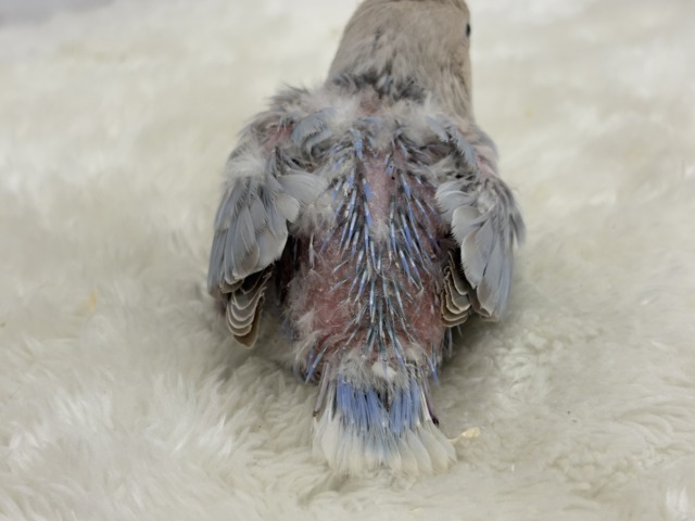 【最新画像更新🪄】ひと足お先に夏先取りです🐣🌊コザクラインコ(ターコイズシナモンオパーリン) ヒナ コザクラインコ(小桜インコ)