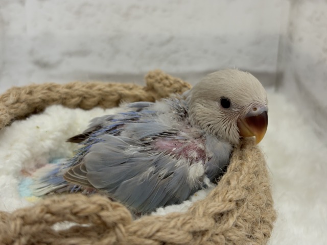 【最新画像更新🪄】ひと足お先に夏先取りです🐣🌊コザクラインコ(ターコイズシナモンオパーリン) ヒナ コザクラインコ(小桜インコ)