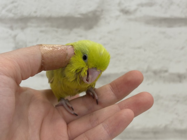 【最新画像・動画更新🪄ひとり餌になりました☆】大食い女王の座は譲らないっ🐣👑マメルリハ(アメリカンイエロー) 女の子 ヒナ マメルリハ
