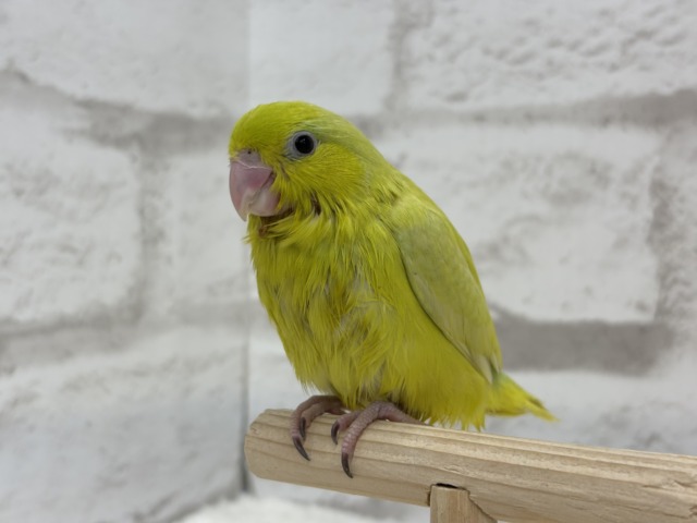 【最新画像・動画更新🪄ひとり餌になりました☆】大食い女王の座は譲らないっ🐣👑マメルリハ(アメリカンイエロー) 女の子 ヒナ マメルリハ