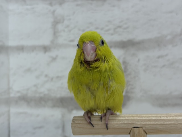 【最新画像・動画更新🪄ひとり餌になりました☆】大食い女王の座は譲らないっ🐣👑マメルリハ(アメリカンイエロー) 女の子 ヒナ マメルリハ