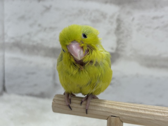 【最新画像・動画更新🪄ひとり餌になりました☆】大食い女王の座は譲らないっ🐣👑マメルリハ(アメリカンイエロー) 女の子 ヒナ マメルリハ