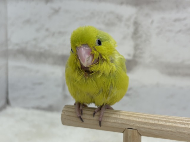 【最新画像・動画更新🪄ひとり餌になりました☆】大食い女王の座は譲らないっ🐣👑マメルリハ(アメリカンイエロー) 女の子 ヒナ マメルリハ