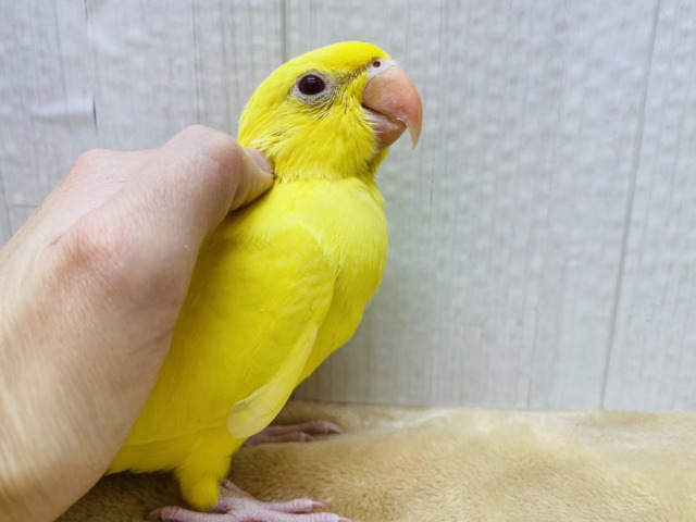 ワカケホンセイインコ（月の輪インコ）