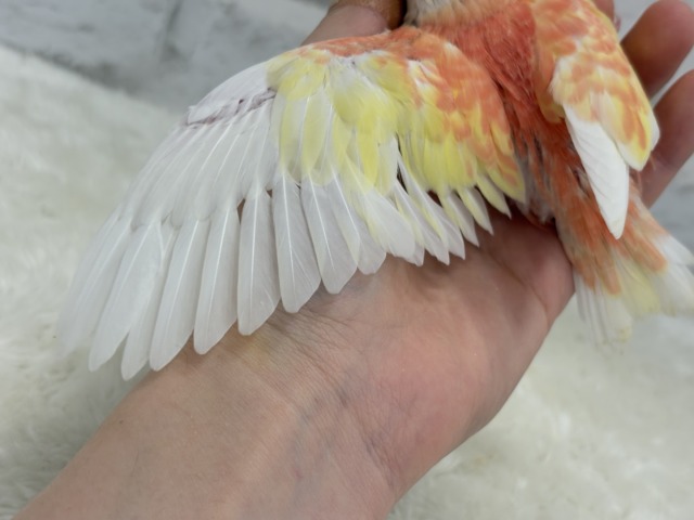 【最新画像更新🪄ひとり餌になりました☆】透明感たっぷり♡高嶺の存在感🌷アキクサインコ(ルビノー) ヒナ アキクサインコ(秋草インコ)