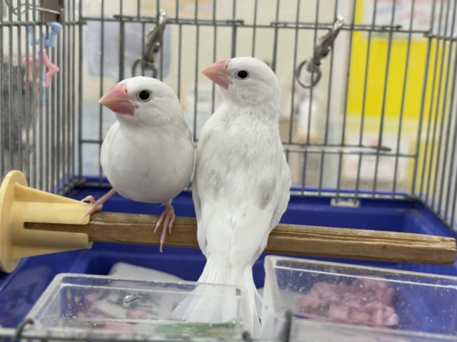【最新画像更新🪄ひとり餌になりました☆】しろもちコンビ🐣🤍白文鳥 ヒナ 白文鳥