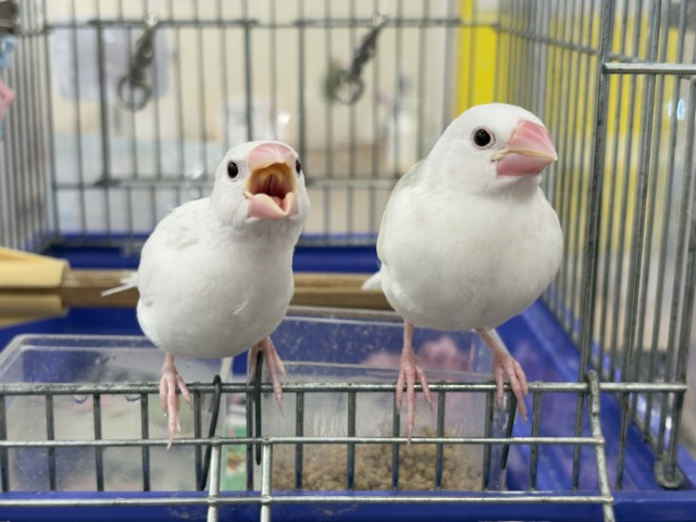 【最新画像更新🪄ひとり餌になりました☆】しろもちコンビ🐣🤍白文鳥 ヒナ 白文鳥