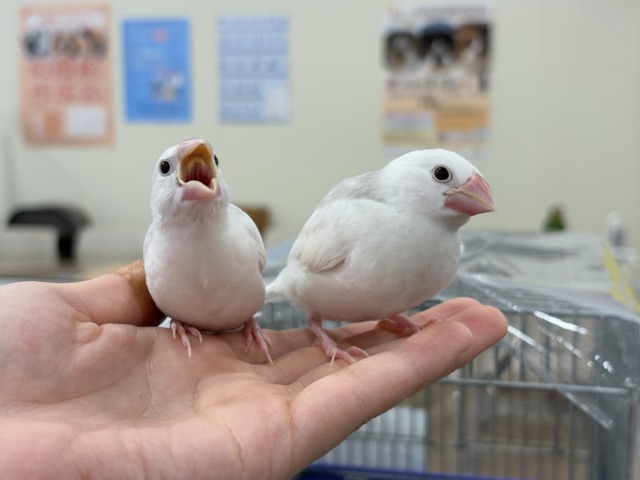 【最新画像更新🪄ひとり餌になりました☆】しろもちコンビ🐣🤍白文鳥 ヒナ 白文鳥