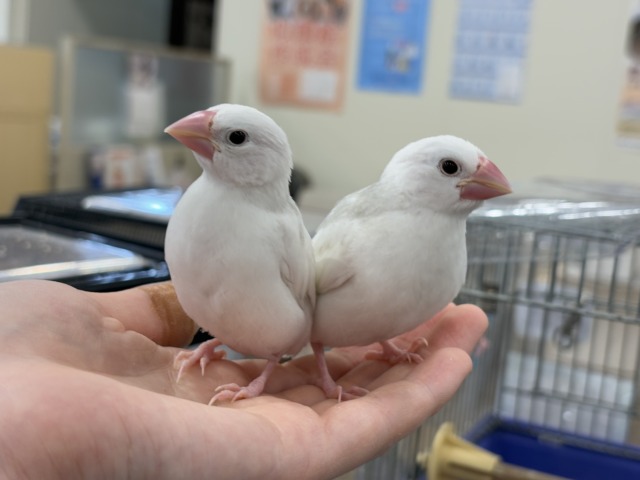 【最新画像更新🪄ひとり餌になりました☆】しろもちコンビ🐣🤍白文鳥 ヒナ 白文鳥