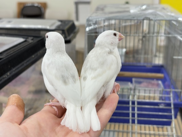 【最新画像更新🪄ひとり餌になりました☆】しろもちコンビ🐣🤍白文鳥 ヒナ 白文鳥