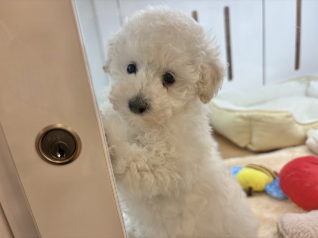 トイプードル