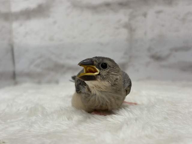 【最新画像更新🪄ひとり餌になりました☆】きらきらおめめに映る世界🐣🫧桜文鳥 ヒナ 桜文鳥