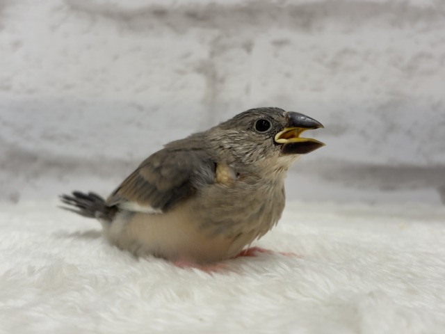 【最新画像更新🪄ひとり餌になりました☆】きらきらおめめに映る世界🐣🫧桜文鳥 ヒナ 桜文鳥