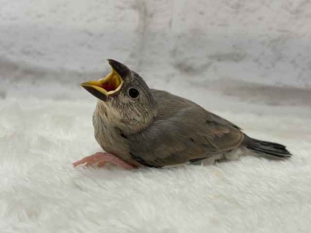 【最新画像更新🪄ひとり餌になりました☆】きらきらおめめに映る世界🐣🫧桜文鳥 ヒナ 桜文鳥