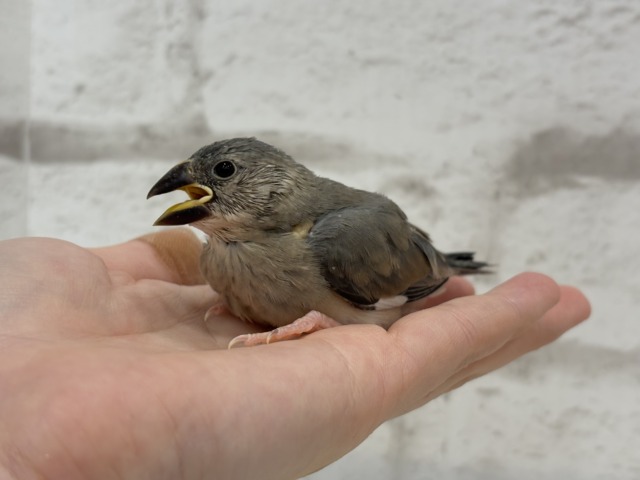【最新画像更新🪄ひとり餌になりました☆】きらきらおめめに映る世界🐣🫧桜文鳥 ヒナ 桜文鳥