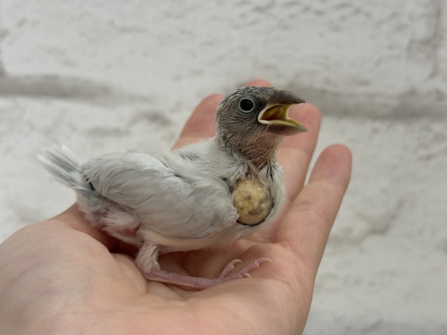 【最新画像更新🪄ひとり餌になりました☆】未来はゴージャス文鳥さっ🕊🩶シルバー文鳥 ヒナ シルバー文鳥