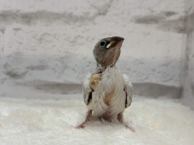 【最新画像更新🪄ひとり餌になりました☆】未来はゴージャス文鳥さっ🕊🩶シルバー文鳥 ヒナ シルバー文鳥