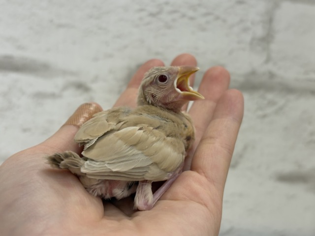 【最新画像更新🪄】ふわふわふんわりミルクティー🐣☕️シナモン文鳥 ヒナ シナモン文鳥