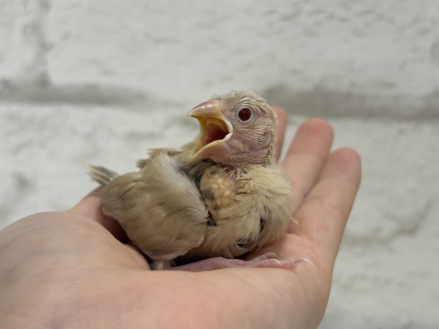 【最新画像更新🪄】ふわふわふんわりミルクティー🐣☕️シナモン文鳥 ヒナ シナモン文鳥