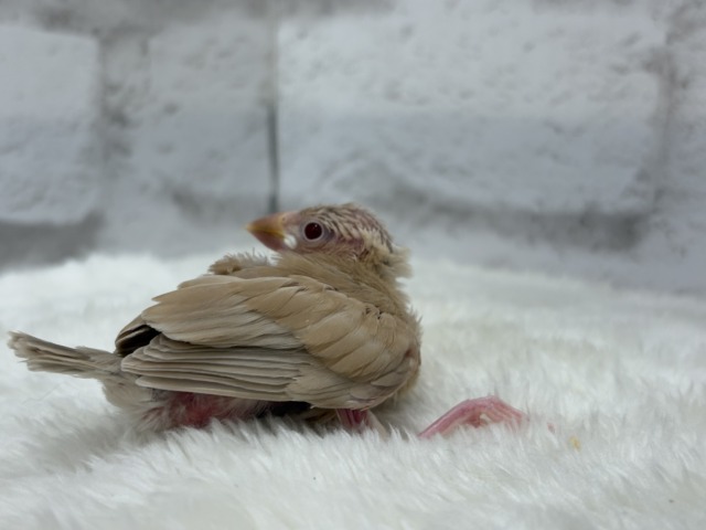 シナモン文鳥