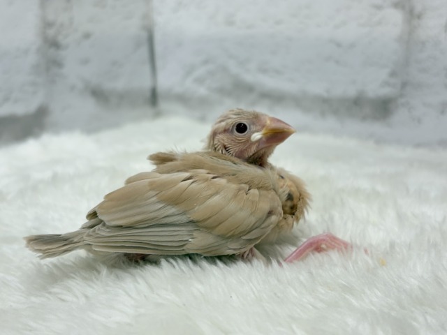 【最新画像更新🪄】ふわふわふんわりミルクティー🐣☕️シナモン文鳥 ヒナ シナモン文鳥