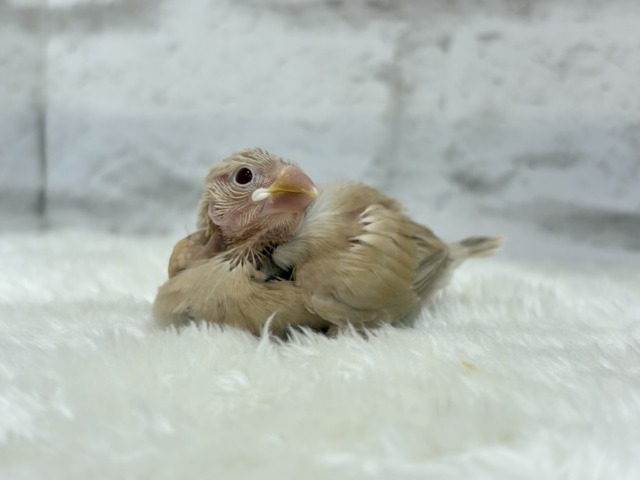 シナモン文鳥