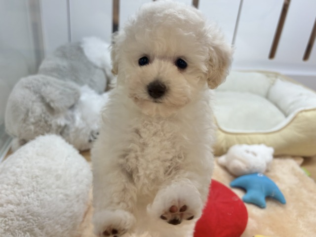 トイプードル