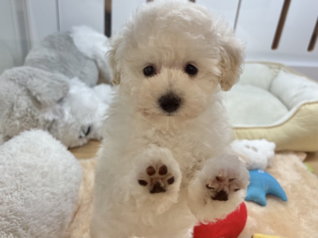 超ホヤホヤ最新画像✨好き好きが止まらな〜い!!トイプードルちゃん! トイプードル