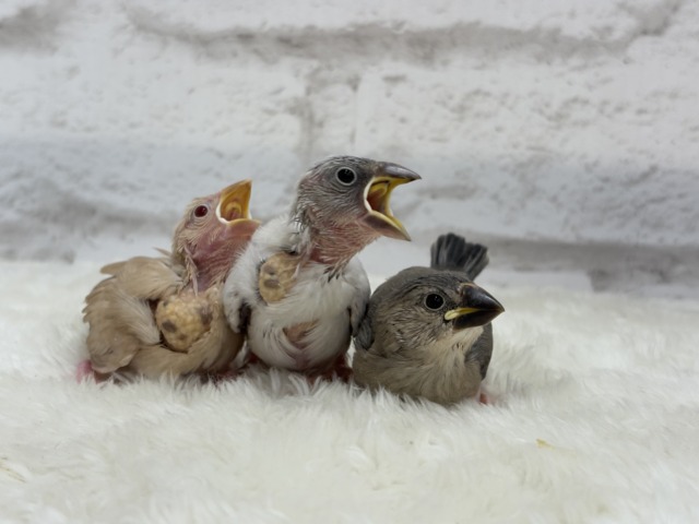【最新画像更新🪄】ふわふわふんわりミルクティー🐣☕️シナモン文鳥 ヒナ シナモン文鳥