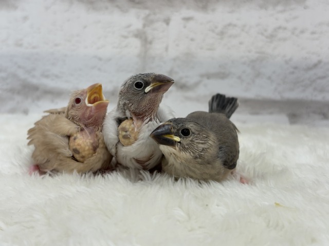 【最新画像更新🪄ひとり餌になりました☆】未来はゴージャス文鳥さっ🕊🩶シルバー文鳥 ヒナ シルバー文鳥