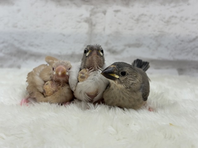 【最新画像更新🪄ひとり餌になりました☆】未来はゴージャス文鳥さっ🕊🩶シルバー文鳥 ヒナ シルバー文鳥