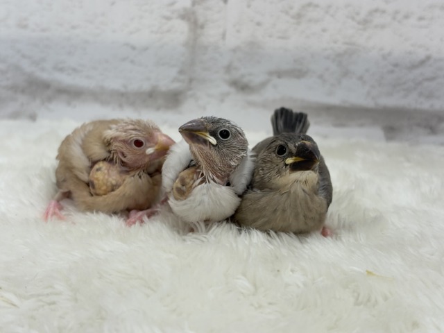 シナモン文鳥