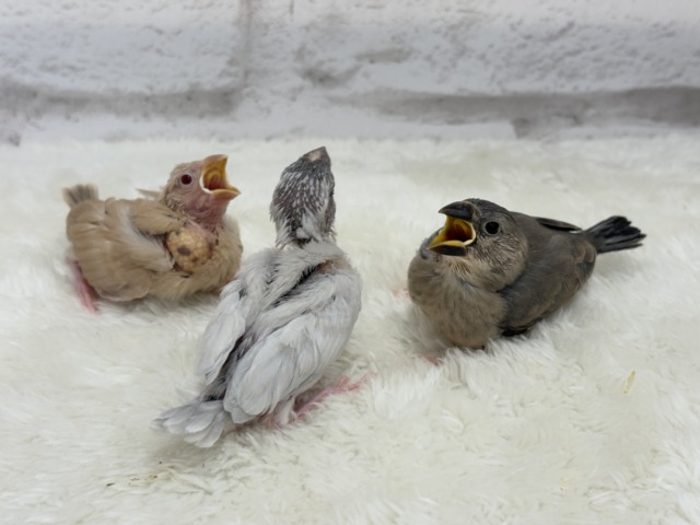 【最新画像更新🪄】ふわふわふんわりミルクティー🐣☕️シナモン文鳥 ヒナ シナモン文鳥