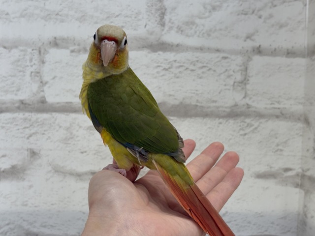 【最新画像更新🪄ひとり餌になりました☆】南国育ちのフレッシュ果実🐣🍍💖ウロコインコ(パイナップル) ヒナ ホオミドリウロコインコ