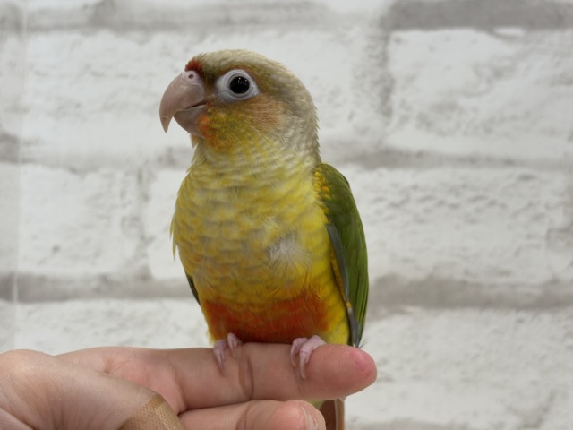【最新画像更新🪄ひとり餌になりました☆】南国育ちのフレッシュ果実🐣🍍💖ウロコインコ(パイナップル) ヒナ ホオミドリウロコインコ
