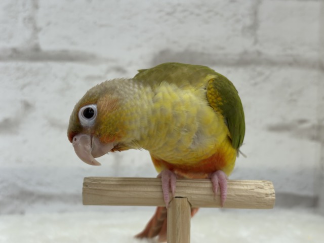 【最新画像更新🪄ひとり餌になりました☆】南国育ちのフレッシュ果実🐣🍍💖ウロコインコ(パイナップル) ヒナ ホオミドリウロコインコ