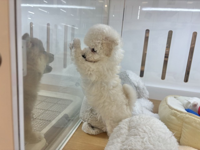 超ホヤホヤ最新画像✨好き好きが止まらな〜い!!トイプードルちゃん! トイプードル