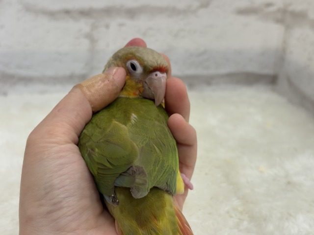 【最新画像更新🪄ひとり餌になりました☆】南国育ちのフレッシュ果実🐣🍍💖ウロコインコ(パイナップル) ヒナ ホオミドリウロコインコ