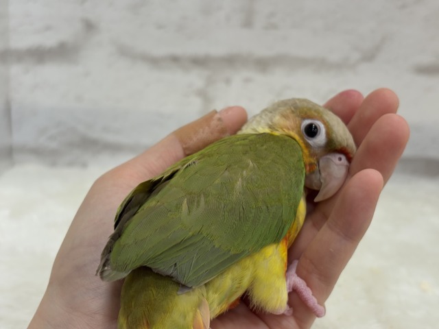 【最新画像更新🪄ひとり餌になりました☆】南国育ちのフレッシュ果実🐣🍍💖ウロコインコ(パイナップル) ヒナ ホオミドリウロコインコ