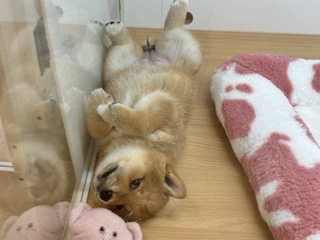 柴犬