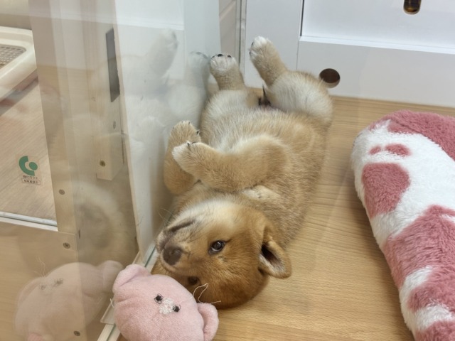 柴犬