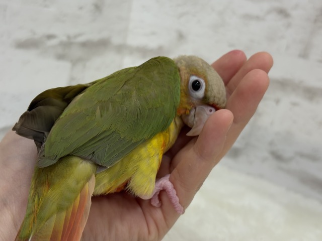 【最新画像更新🪄ひとり餌になりました☆】南国育ちのフレッシュ果実🐣🍍💖ウロコインコ(パイナップル) ヒナ ホオミドリウロコインコ