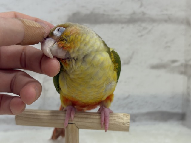 【最新画像更新🪄ひとり餌になりました☆】南国育ちのフレッシュ果実🐣🍍💖ウロコインコ(パイナップル) ヒナ ホオミドリウロコインコ