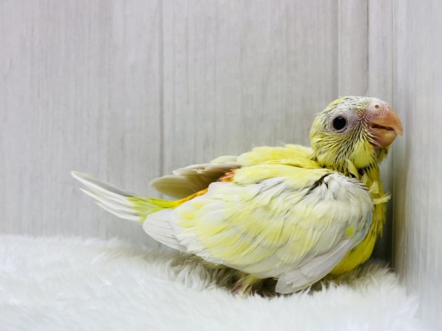 ビセイインコ（美声インコ）
