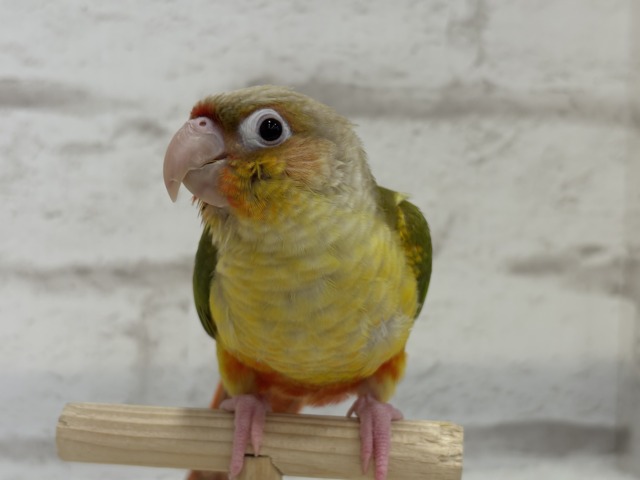 【最新画像更新🪄ひとり餌になりました☆】南国育ちのフレッシュ果実🐣🍍💖ウロコインコ(パイナップル) ヒナ ホオミドリウロコインコ