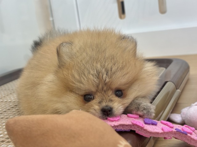 ポメラニアン
